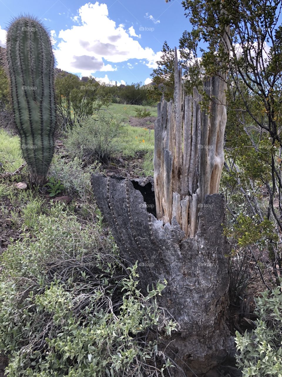 Saguaro Living and Dead