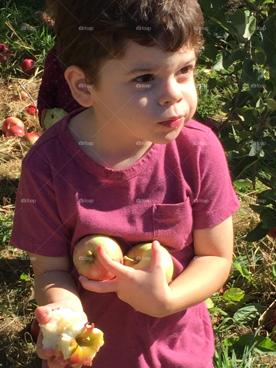 Small boy eating apples