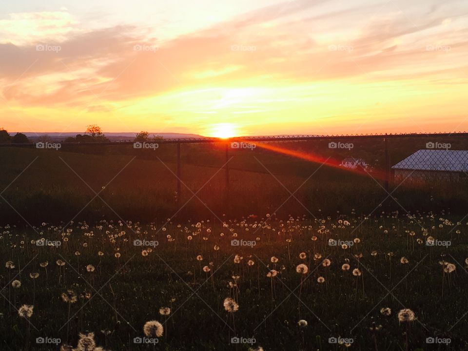 Dandelions in the sunset