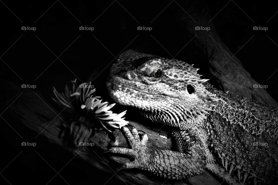 Black and white bearded dragon on a branch portrait