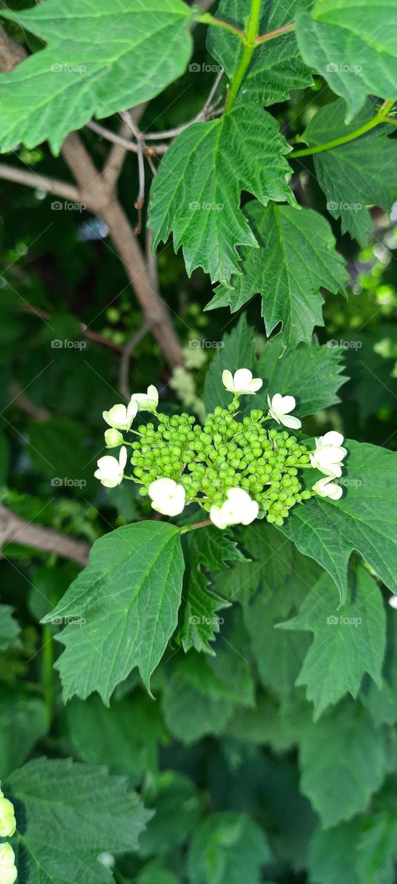 blooming of guelder rose