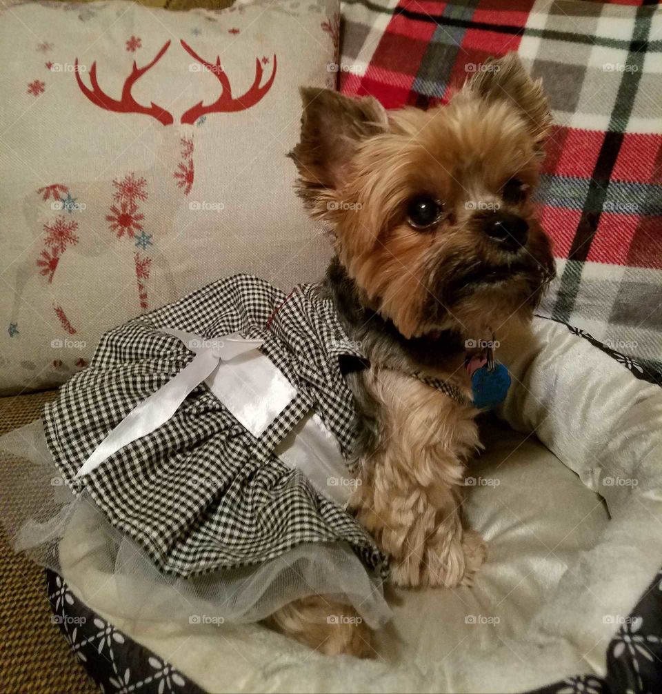 Yorkshire Terrier ready for Christmas