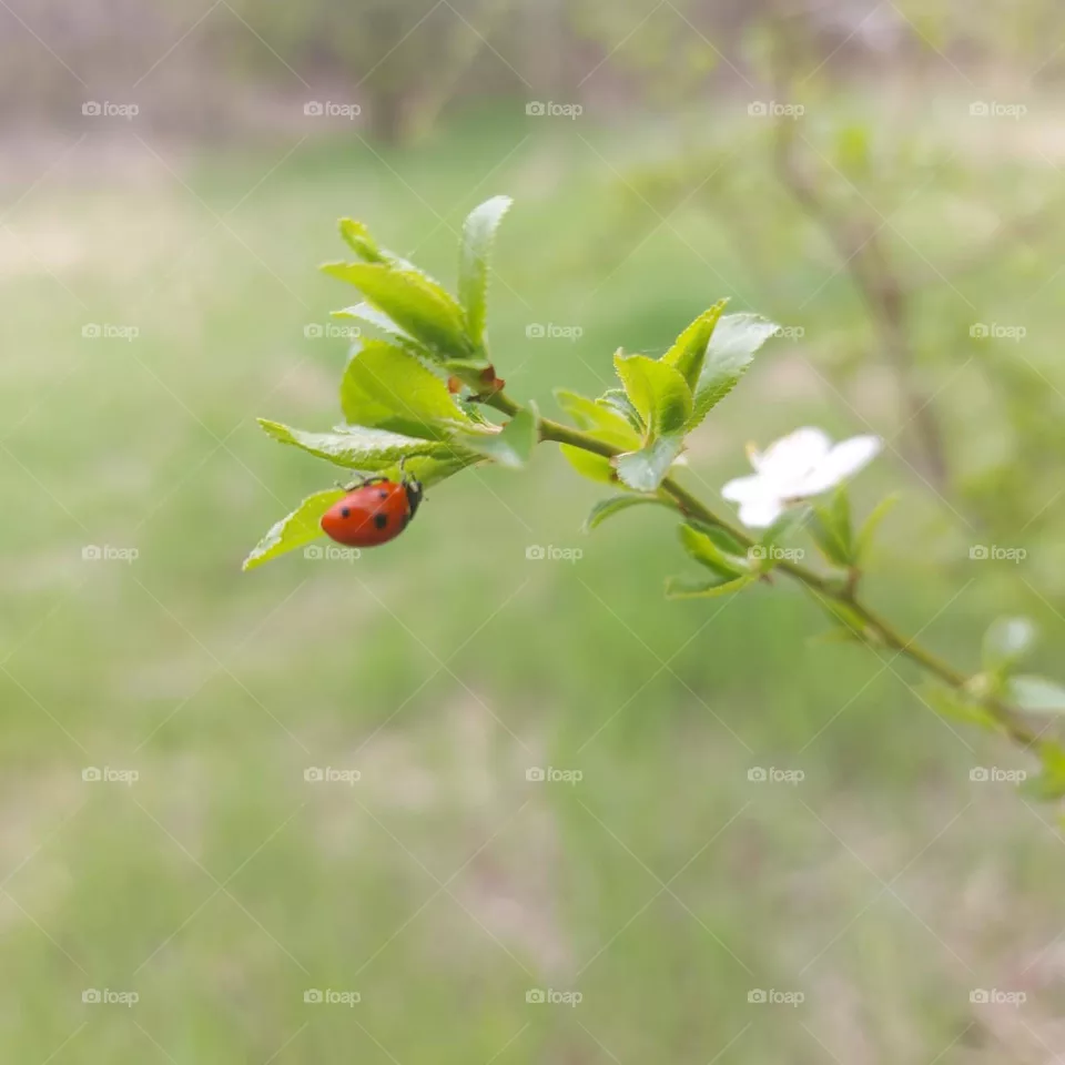 #природа #красотавокругнас #божьякоровка #красиво #весна