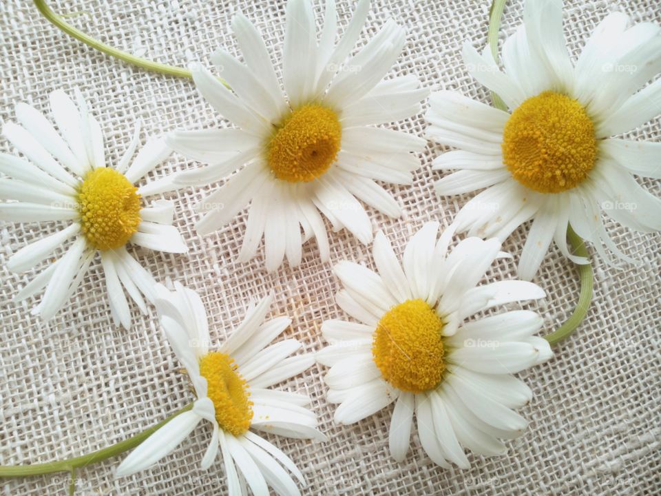 Desktop, Flower, No Person, Chamomile, Nature