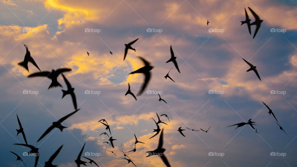 Swallow flight path