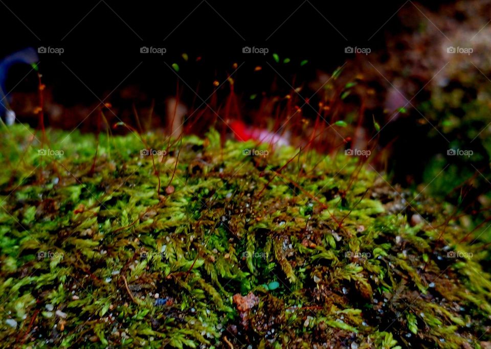 naturelove, green world, green love