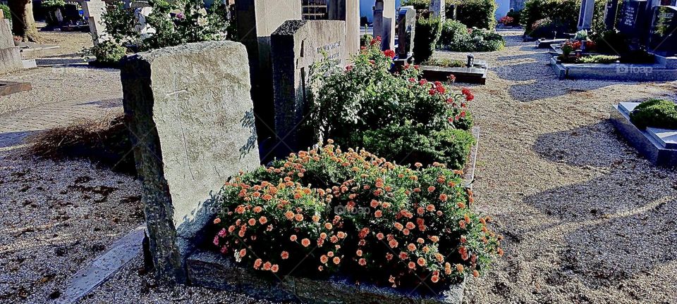 Of these graves at the „Waldfriedhof“, the forest cemetery on the outskirts of „Straubing“, „Bavaria“, Germany the one further in with red roses commemorates my parents. 2023. Hypnotic Productions