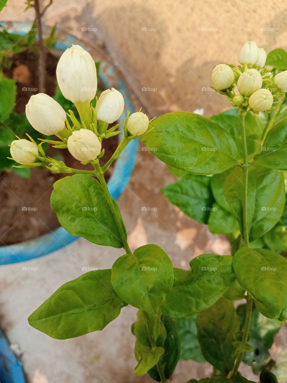 buds of the white⚪flowers🌸🌺🌻🌹🌷🌼💐