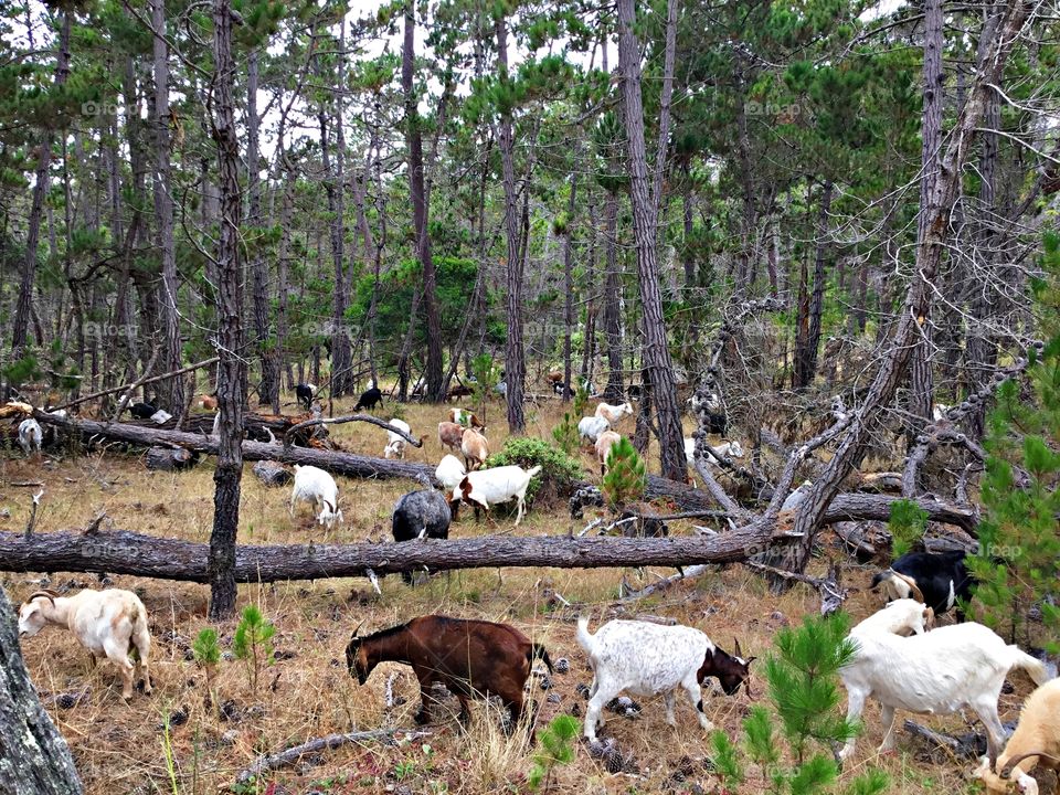 Cities and countrysides - Foap Missions - These multicolored , stout- bodied goats with horns are leisurely grazing on grasses and shrubs in the tree lined pasture. 