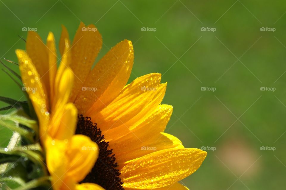 Close-up of sunflower