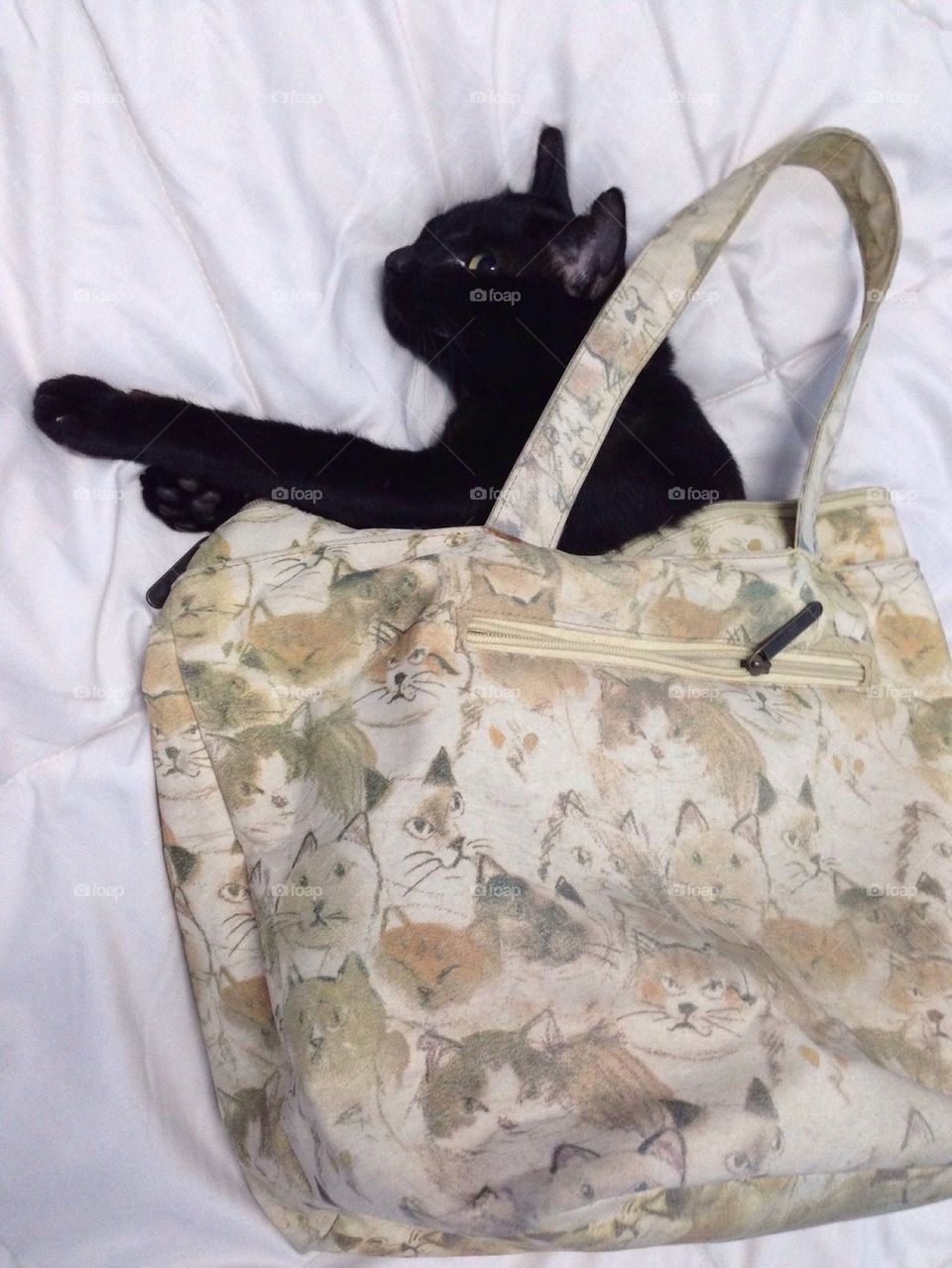 Black cat In the bag’s socialcat