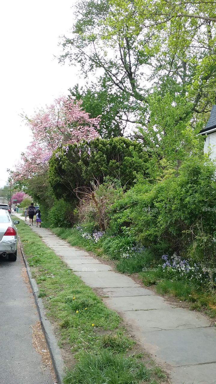 Bluestone slate sidewalk with blooming flowers and trees