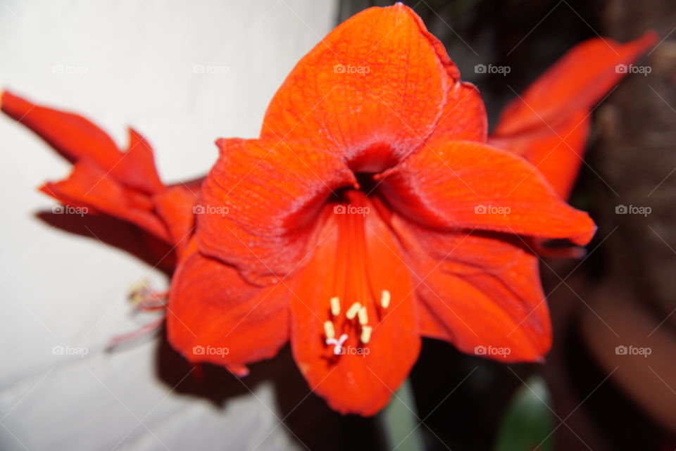 red flower with light