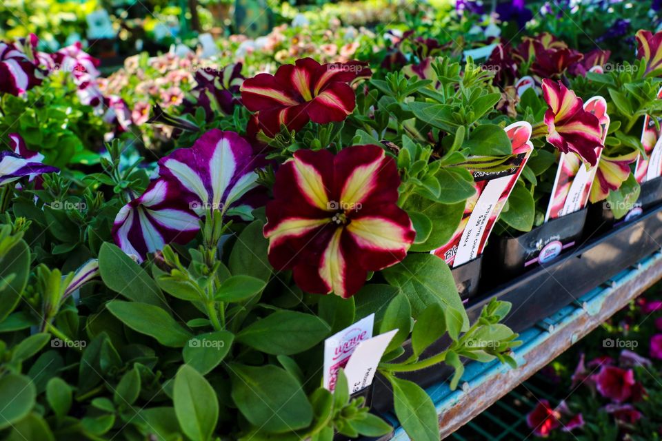 Stripped color flower