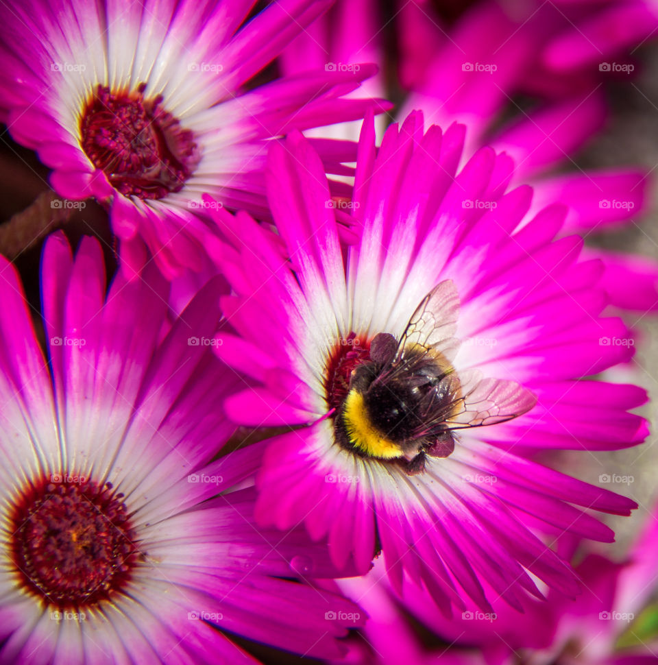 Bee on the pink flowers