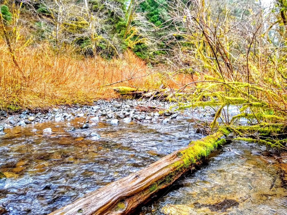 Bright Green Moss Covered Logs Coastal Forest "Rustic Dream"