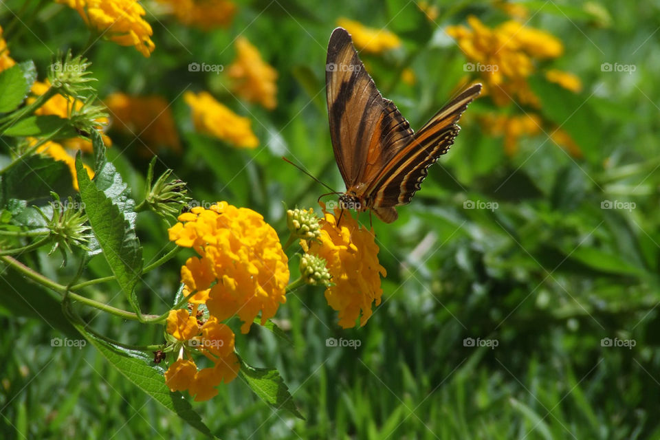 flower butterfly blossom fly by gabrielsap