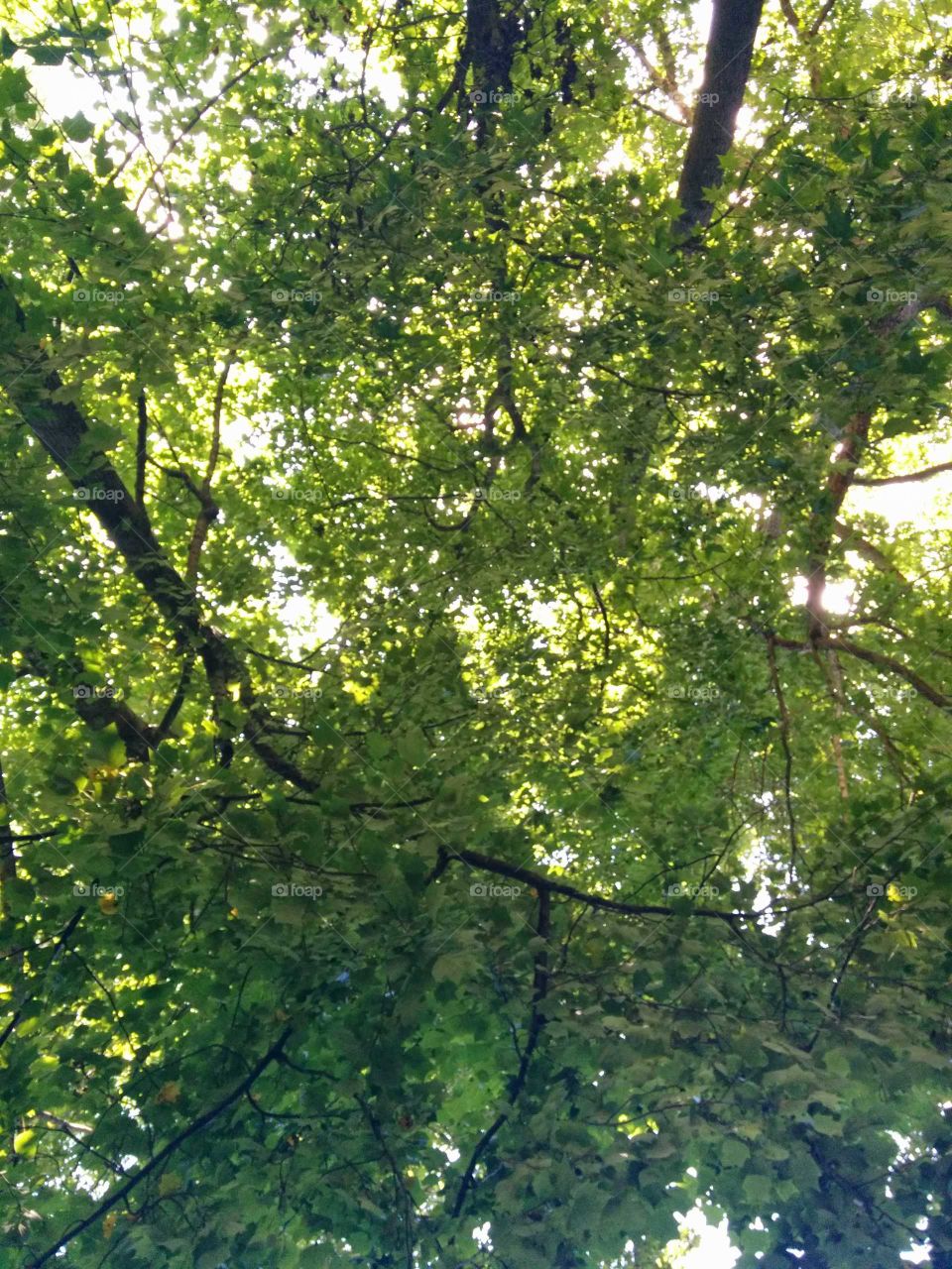 Lush Green Trees