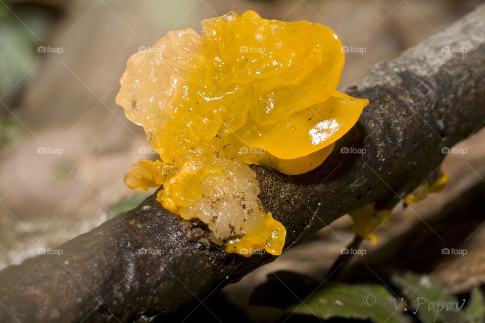 Yellow brain fungus