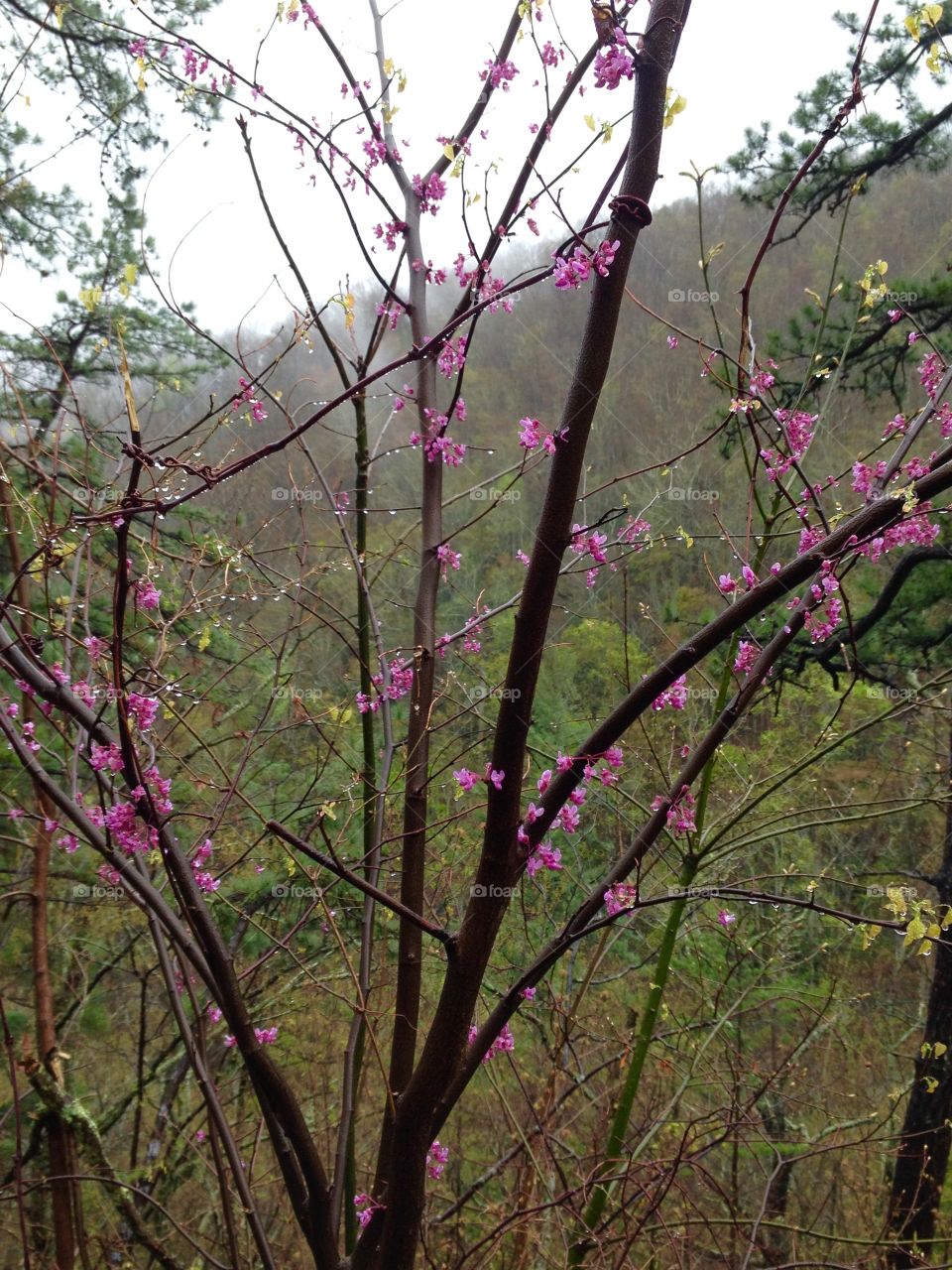 Pink flower blooming on tree