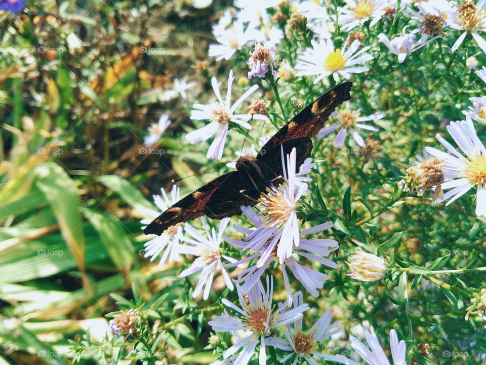 butterfly on wildflowers on a background of green grass