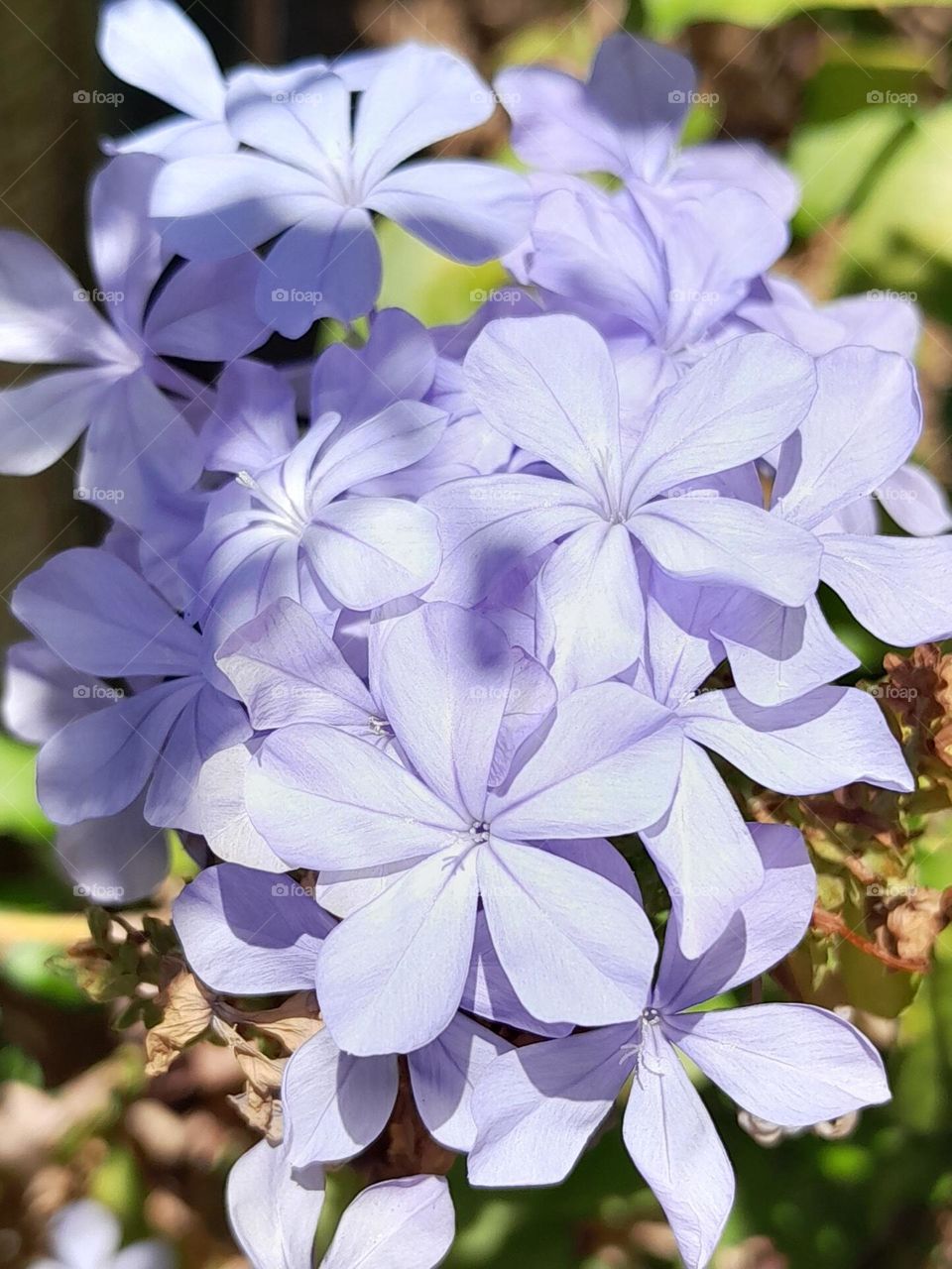 bright lilac flowers shining in an old fairy tale of a garden.