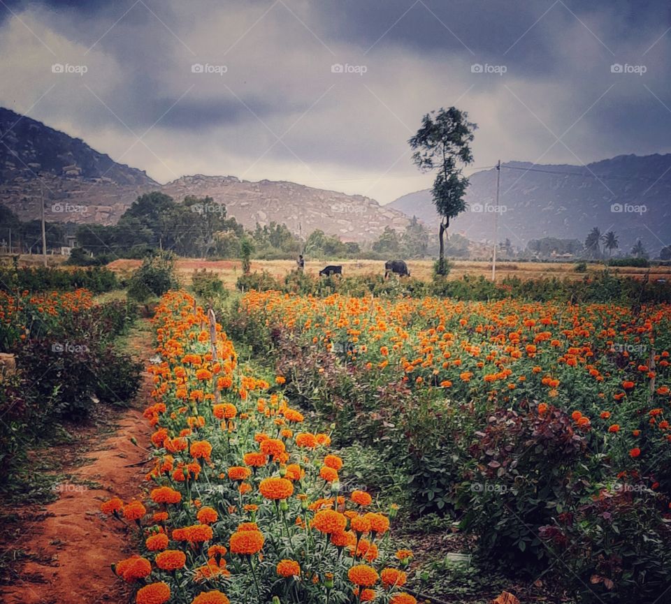 nature's love (marigold )