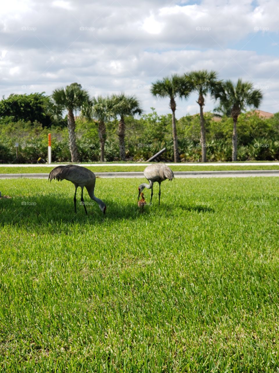 egrets & their baby