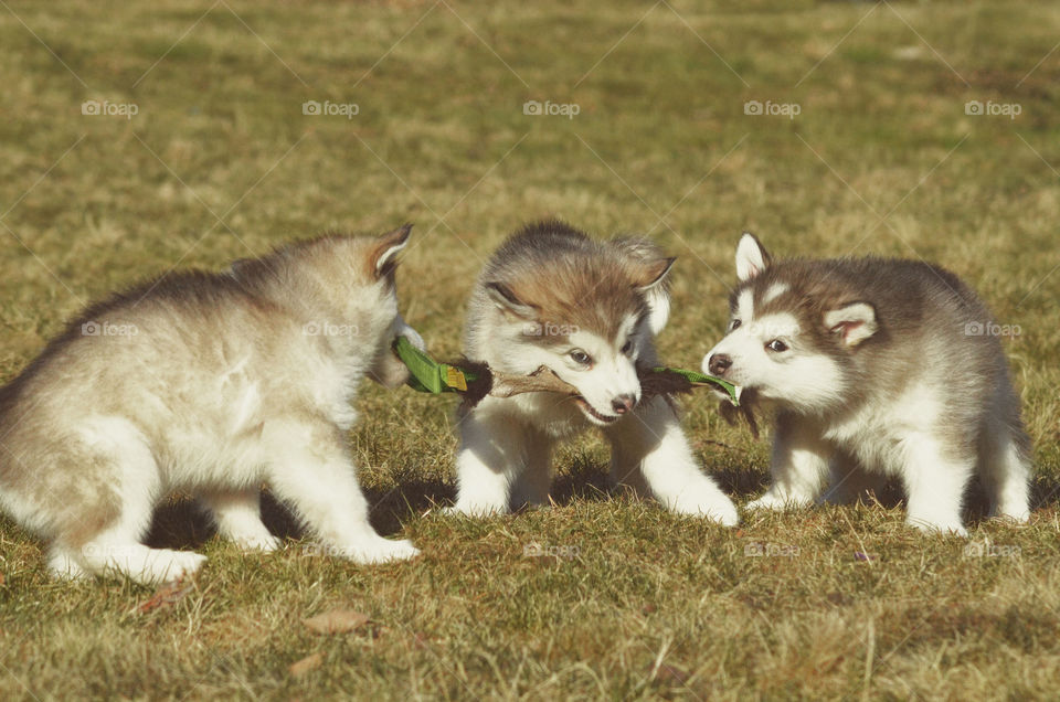 Three playful adorable Alaskan malamute puppies biting a toy hoping to win 