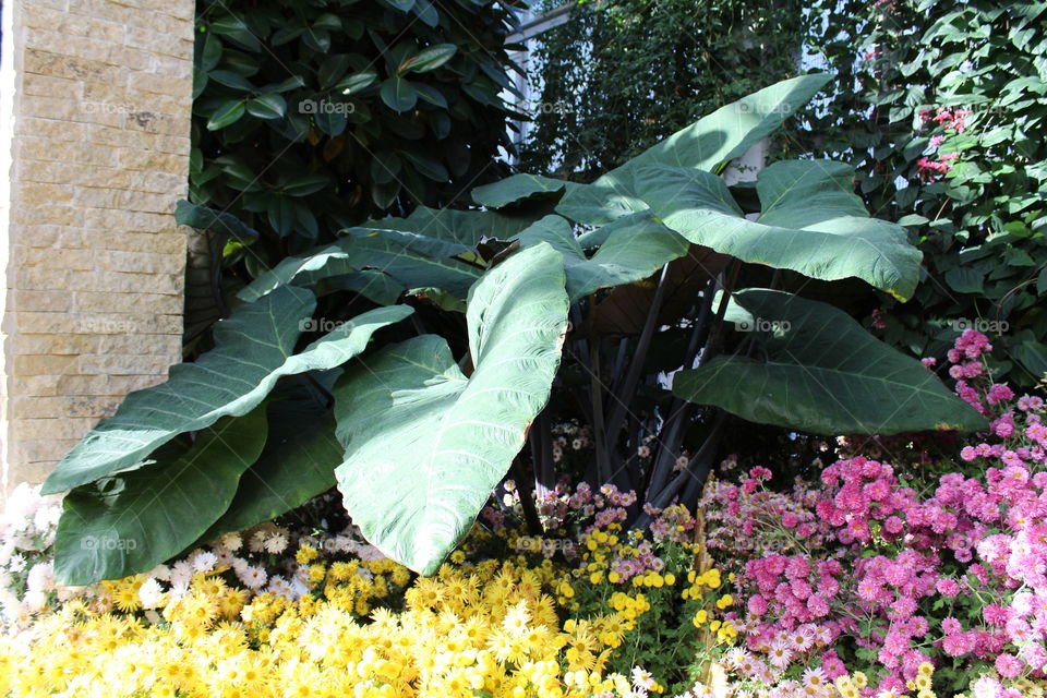 big and small species of flowers and plants on exhibition