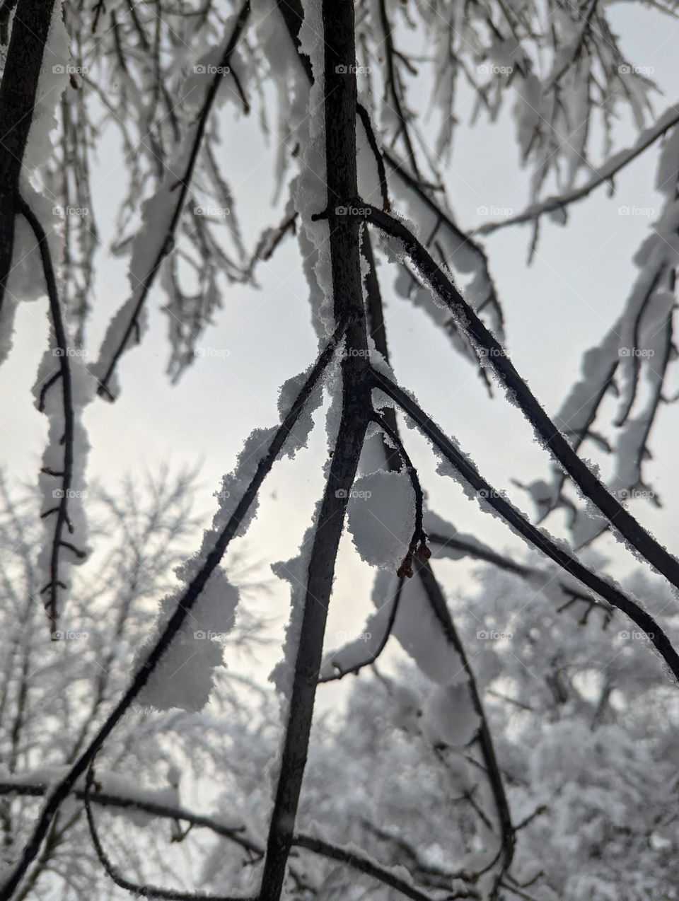 Snowy branch