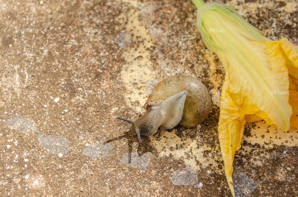 Snail On Concrete Beside Pumpkin Blossom