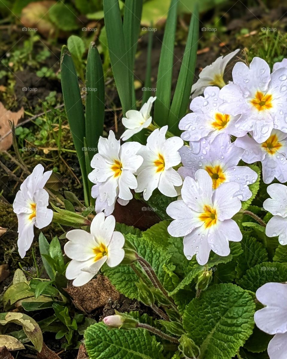 Spring flowers