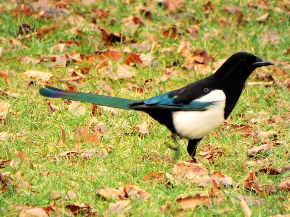 A Magpie 