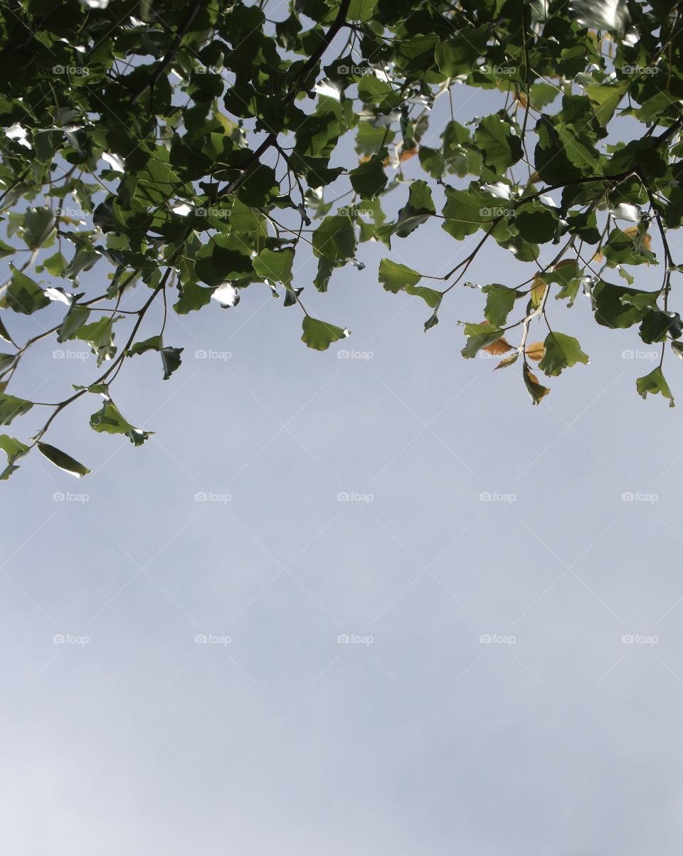 Foliage in the sky