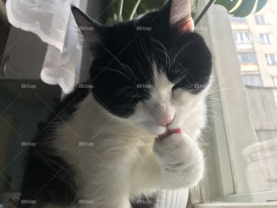 Take some time to take care of yourself, like cats do