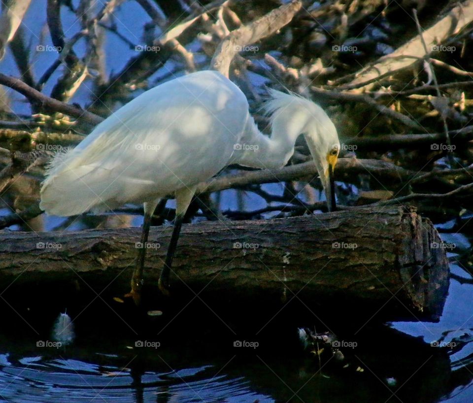 Egret Searching for Fish