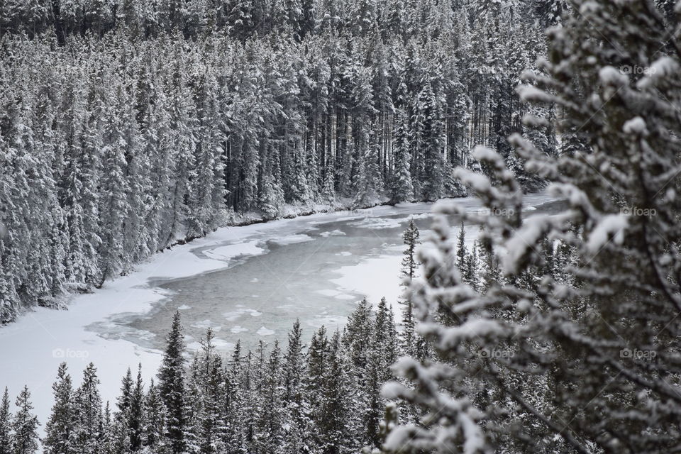 Canadian White Winter