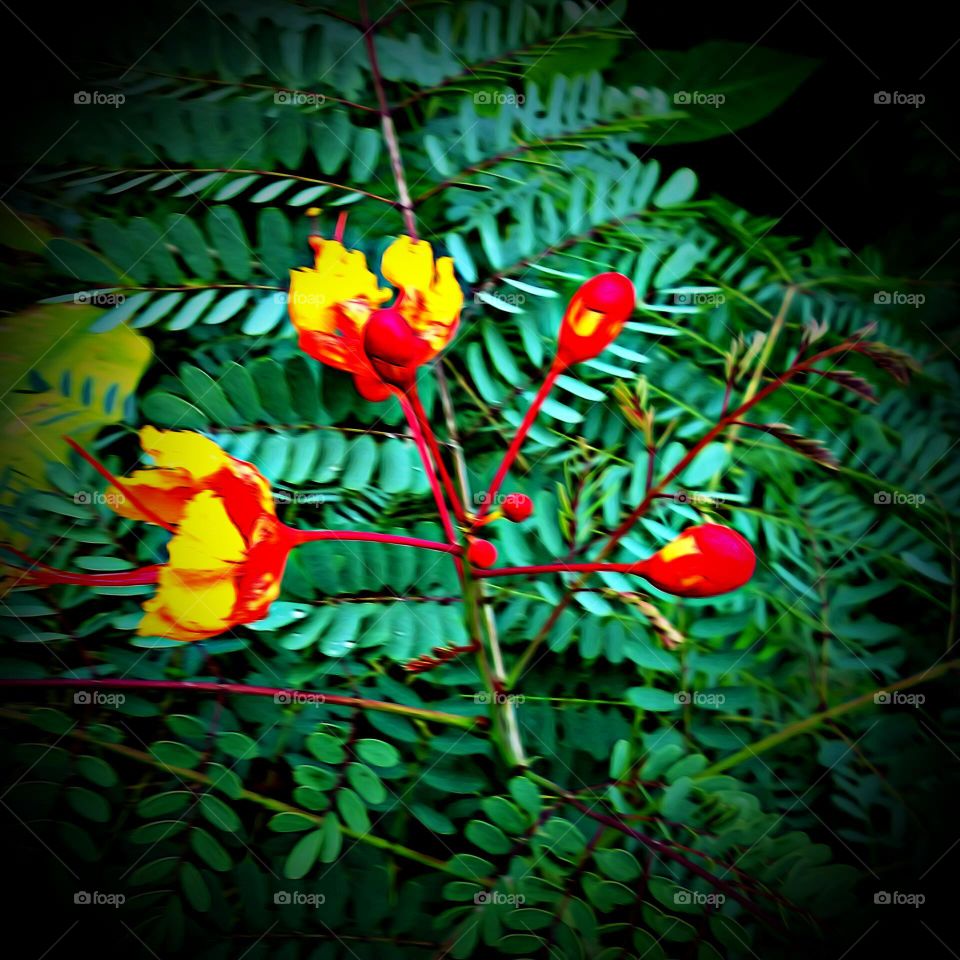 Mimosa - Blooming, Red Yellow Flower, Bloom's