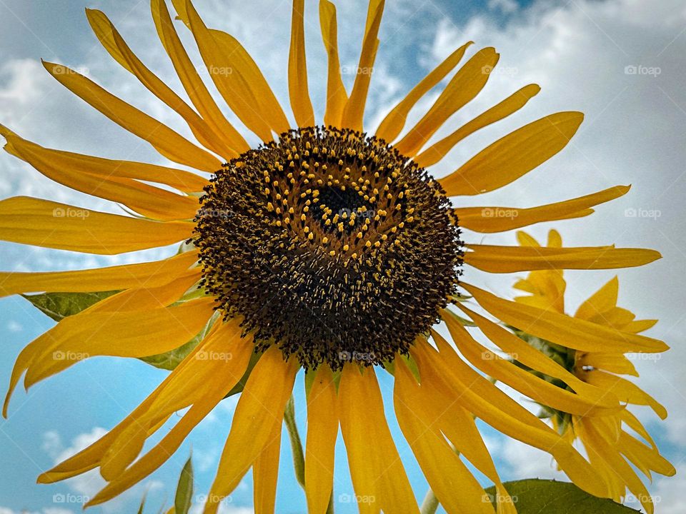 A Sunflower on a sunny afternoon 🌻