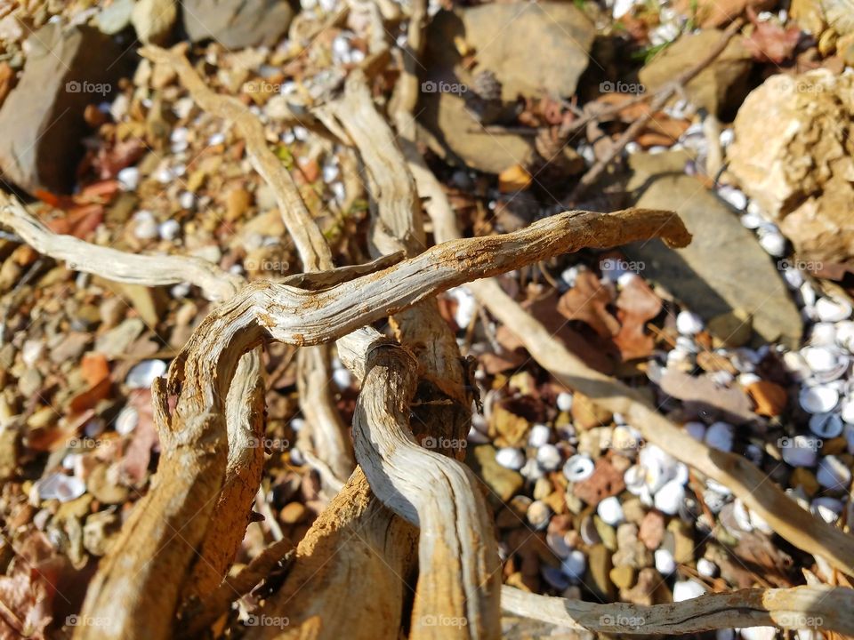 driftwood on the shore