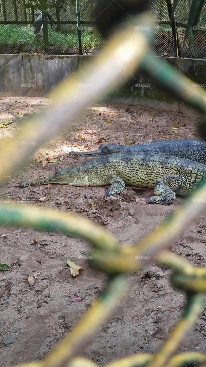 crocodile