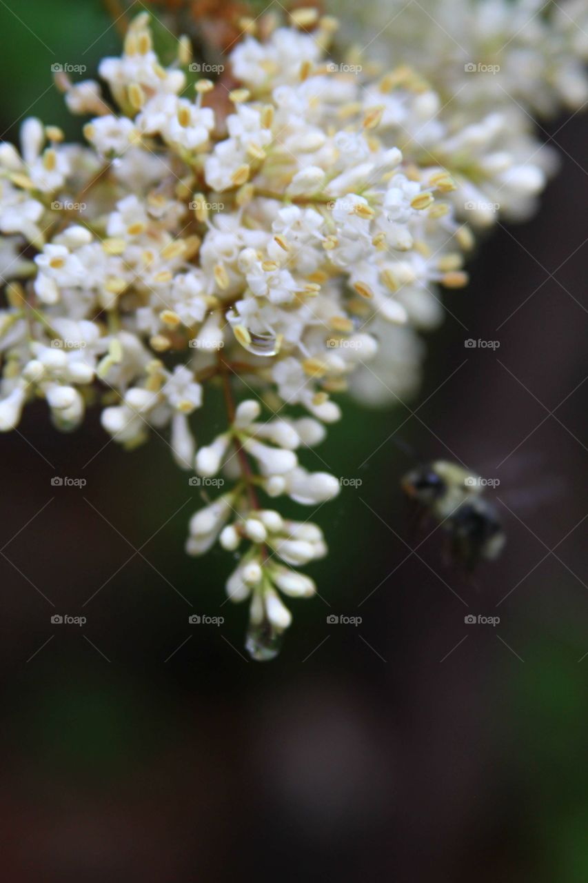 white blossoms in the rain.