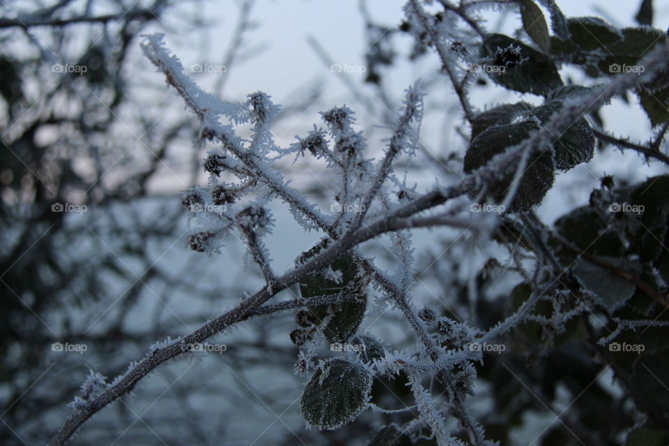 Close-up of frosted branch