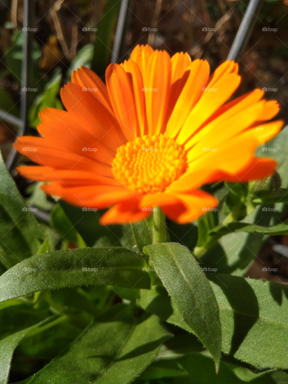 orange flower