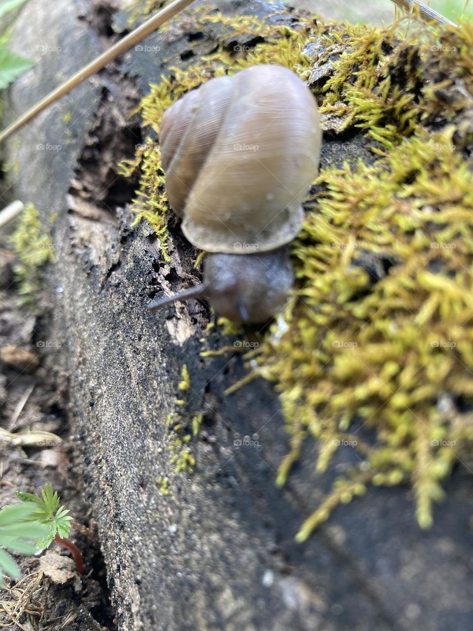 A snail’s pace