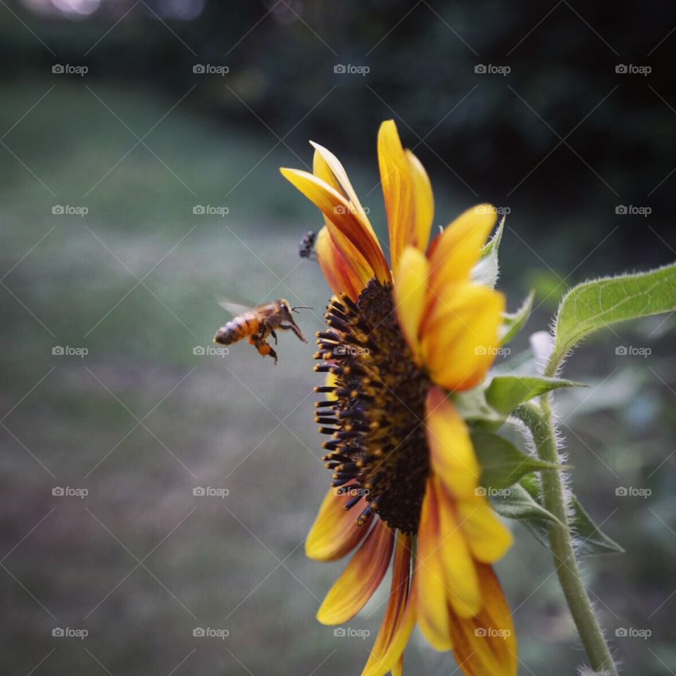 Nature up close with the honey bee. 🐝