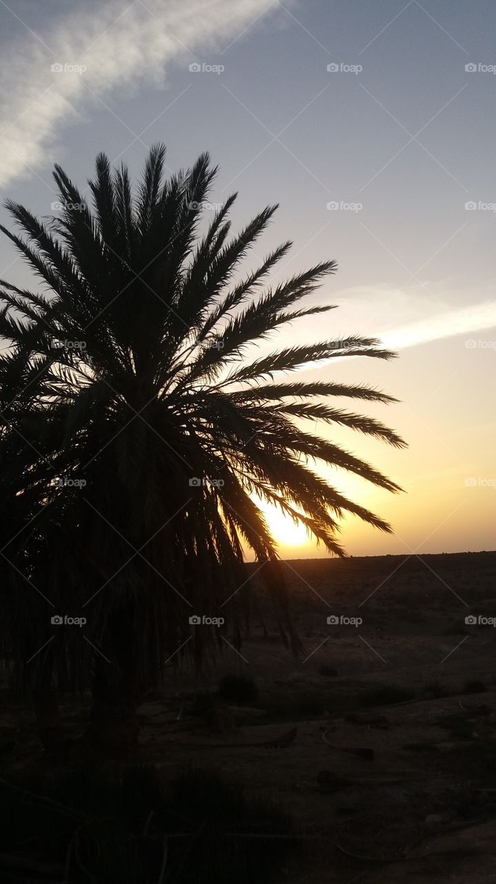 a palm tree during sunset in a oasis