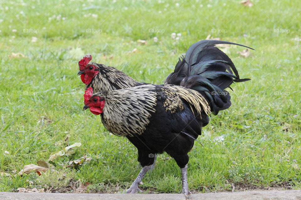 two-headed rooster?