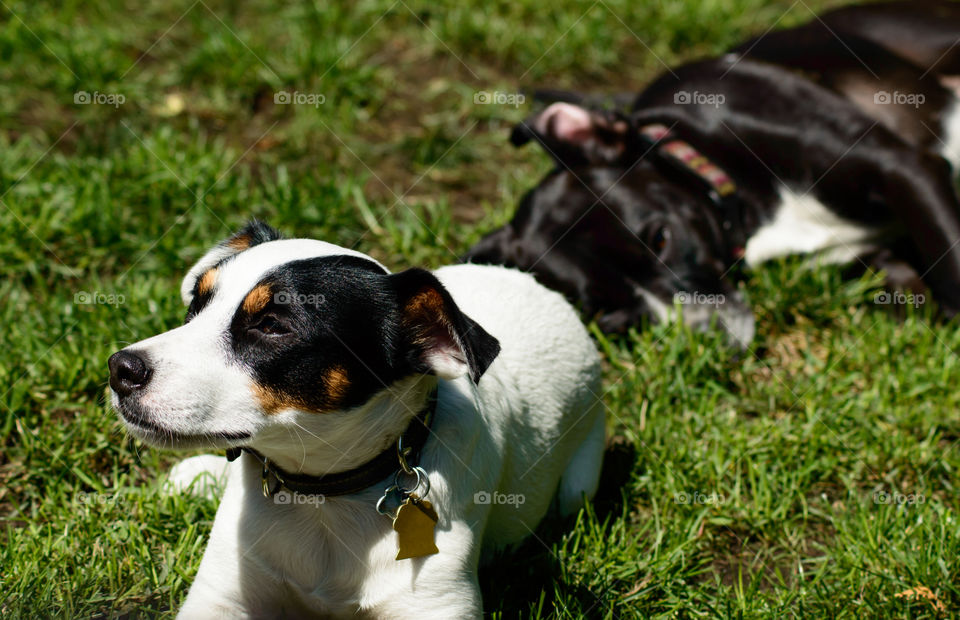 Two cute dog friends laying down together relaxing in sun on grass dog breed are Jack Russell Terrier pure breed with one white ear and one black ear, and a black and white Boxador 